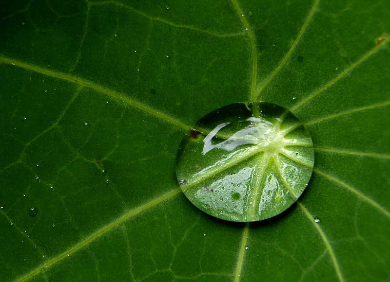 Tropfen_DDC2095 Kopie.jpg - Naturlupe